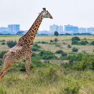 Giraffe wildlife safari tour in Nairobi national park