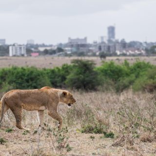 Lion Nairobi national park day tour