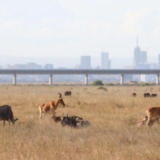 Wildlife safari tour in Nairobi national park