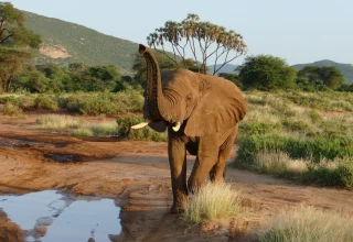 4 Days 3 Nights Ol Pejeta Samburu Safari Holiday