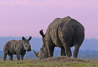 7-Days-Fly-Drive-Safari-to-Samburu-Ol-Pejeta-Masai-Mara