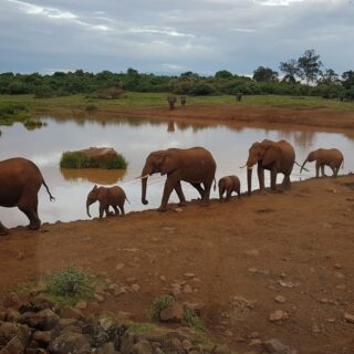 Aberdare National Park