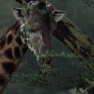 Giraffe in Aberdare national park