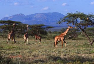 Amboseli-Wildlife-Safari-With-Nova-Afrika-Kenya-Safaris