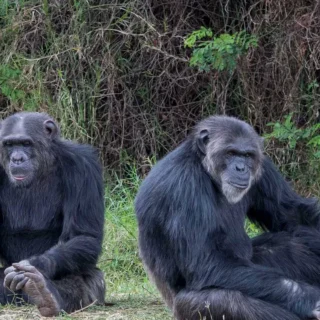 Chimpanzee safari ol pejeta