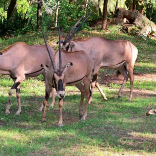 Haller park Mombasa day trip