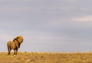 Kenya Classic Safari With Nova Afrika Safaris