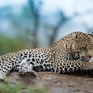 Leopard Tsavo West Wildlife Kenya Safari