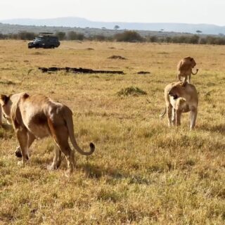 Big five Lion Safari in Masai Mara National Reserve Kenya