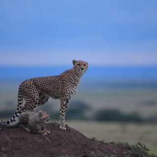 Cheetah in Masai Mara Safari Kenya
