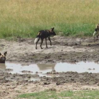 Ol Pejeta Kenya day tour