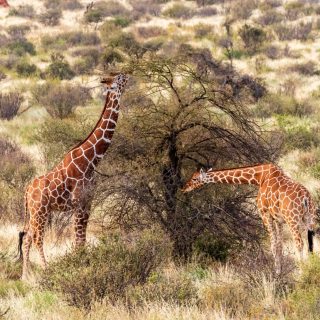 Reticulated Giraffe in the Samburu National Reserve Kenya