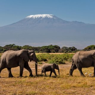 African elephants Amboseli Kilimanjaro background views
