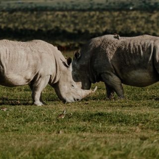 Black rhinos Ol Pejeta Wildlife day trip safari from Nairobi