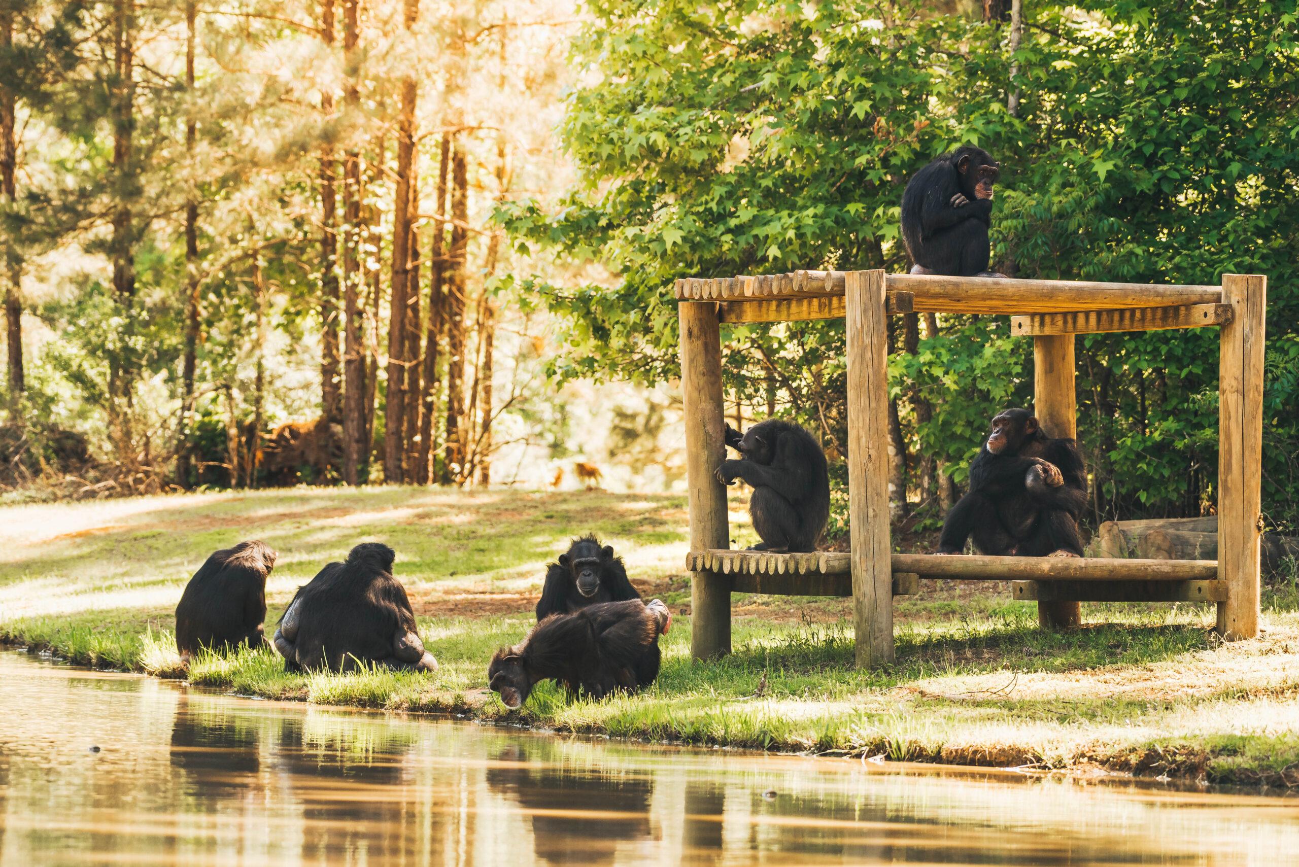 Chimpanzee Sanctuary Ol Pejeta Conservancy