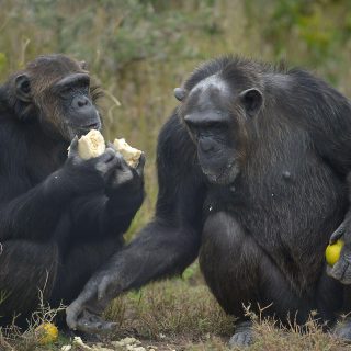 Sweetwaters chimpanzee sanctuary ol pejeta safari