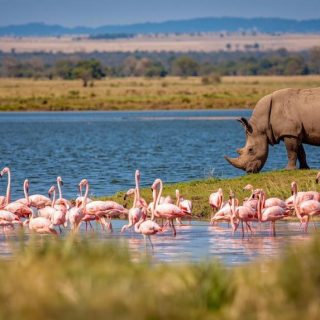Flamingoes and rhino Lake Nakuru safari tour