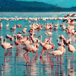 Flamingos in lake Nakuru national park Kenya