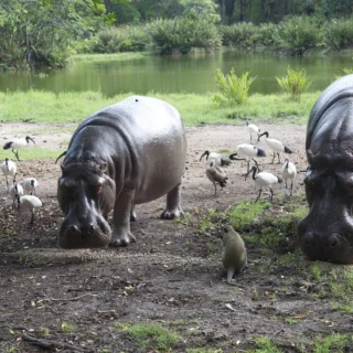 Haller park Mombasa day trip
