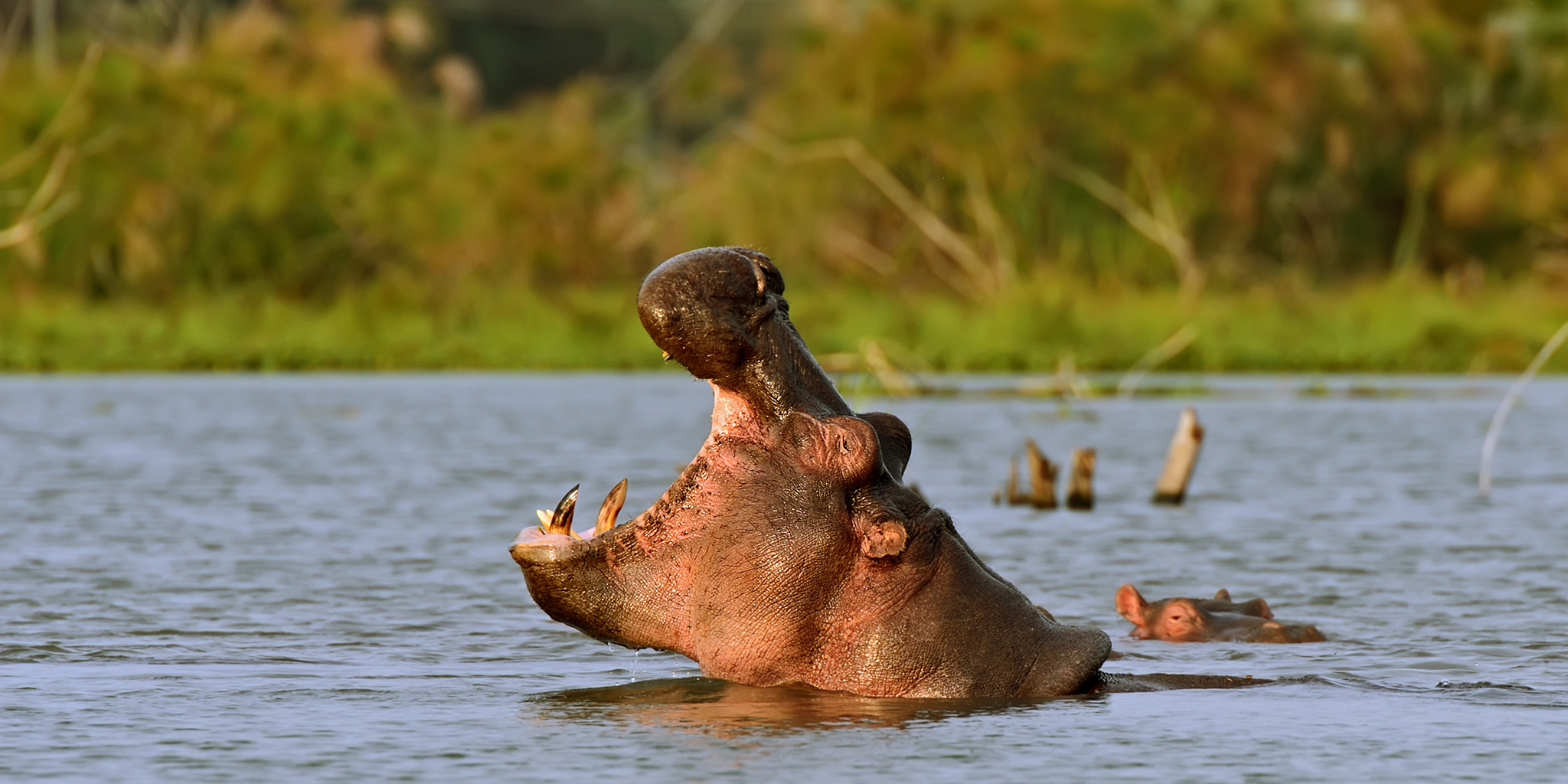 Lake Naivasha Day Tour From Nairobi
