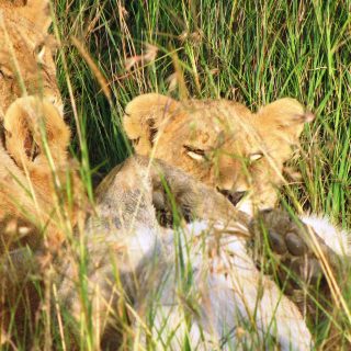 8 days big five Kenya safari trip lions Masai Mara