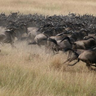 Mara Plains Great Wildebeest Migration