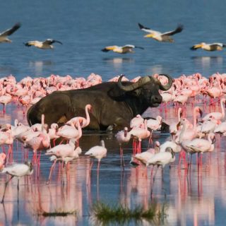 Pink flamingoes and buffalo Lake Nakuru safari trip from Nairobi