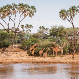 Reticulated giraffes Samburu national reserve Kenia