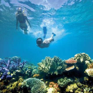 Swimming with turtles Mnemba Island