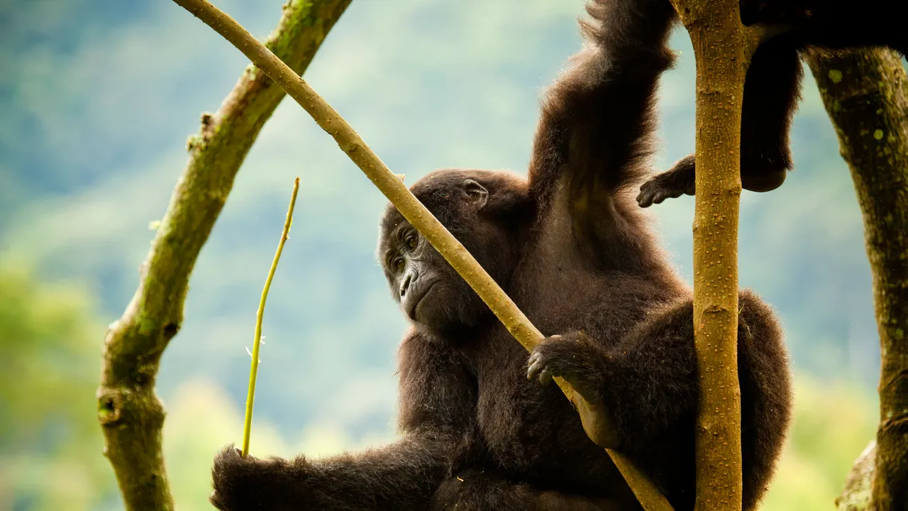 Best-Time-Gorilla-Trekking-Uganda