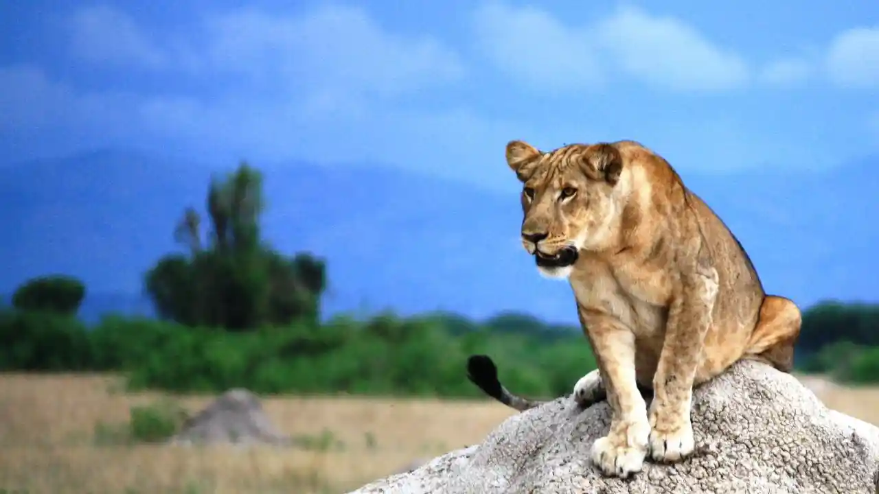 Best-Time-To-Visit-Queen-Elizabeth-National-Park-Uganda