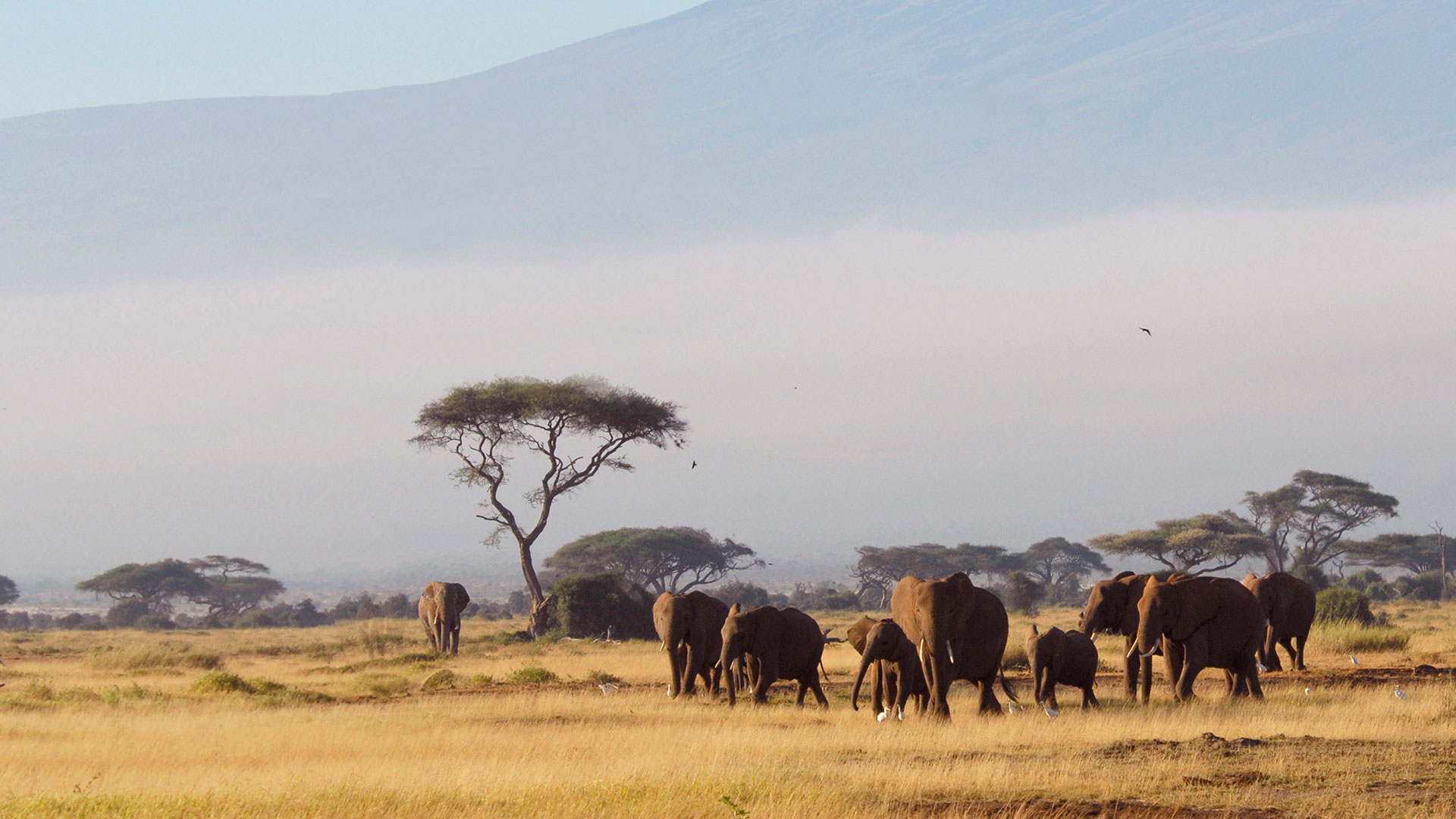 Best Time To Visit Amboseli National Park Kenya