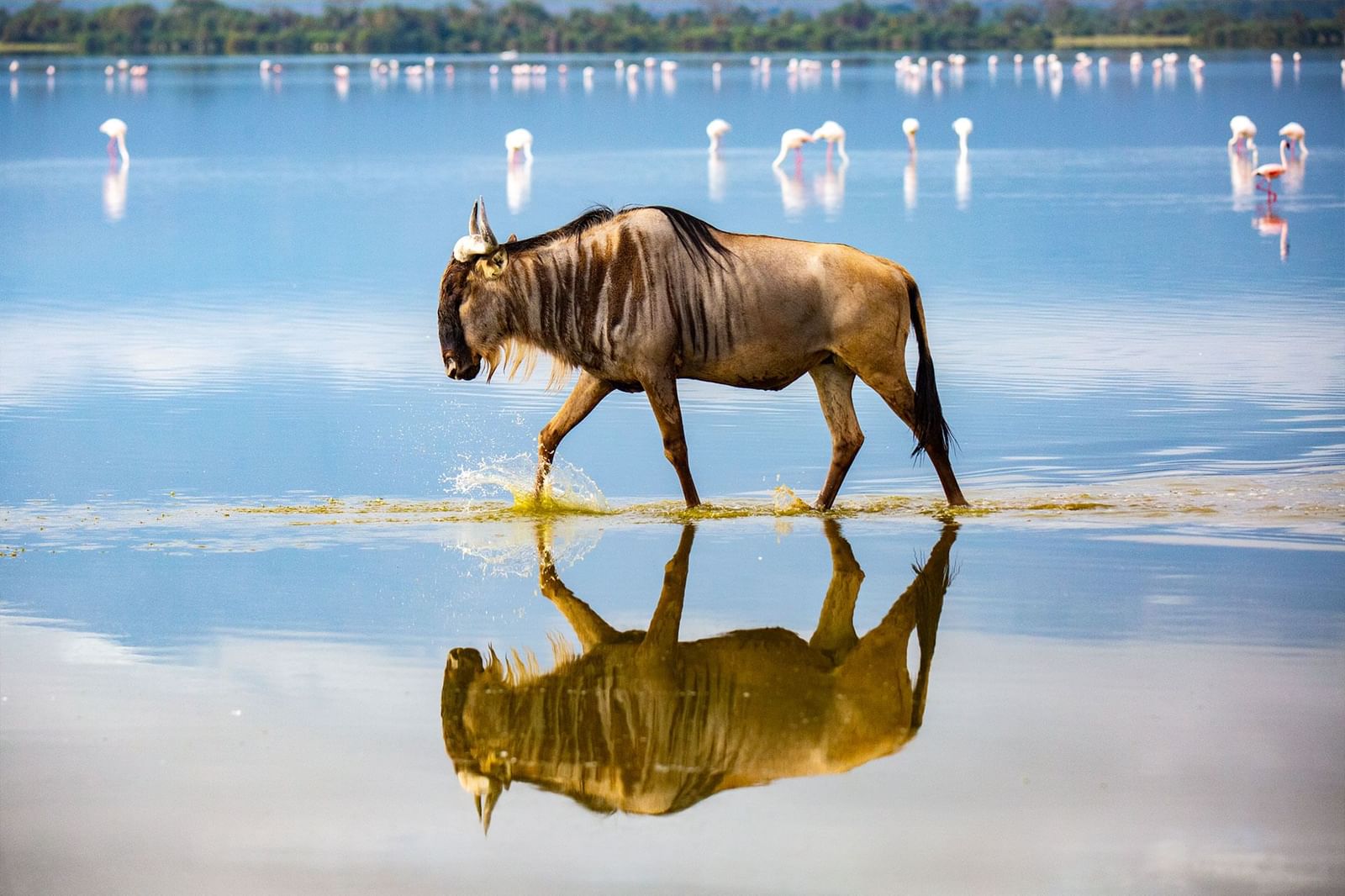 Best Time To Visit Amboseli National Park Wildebeest Safari