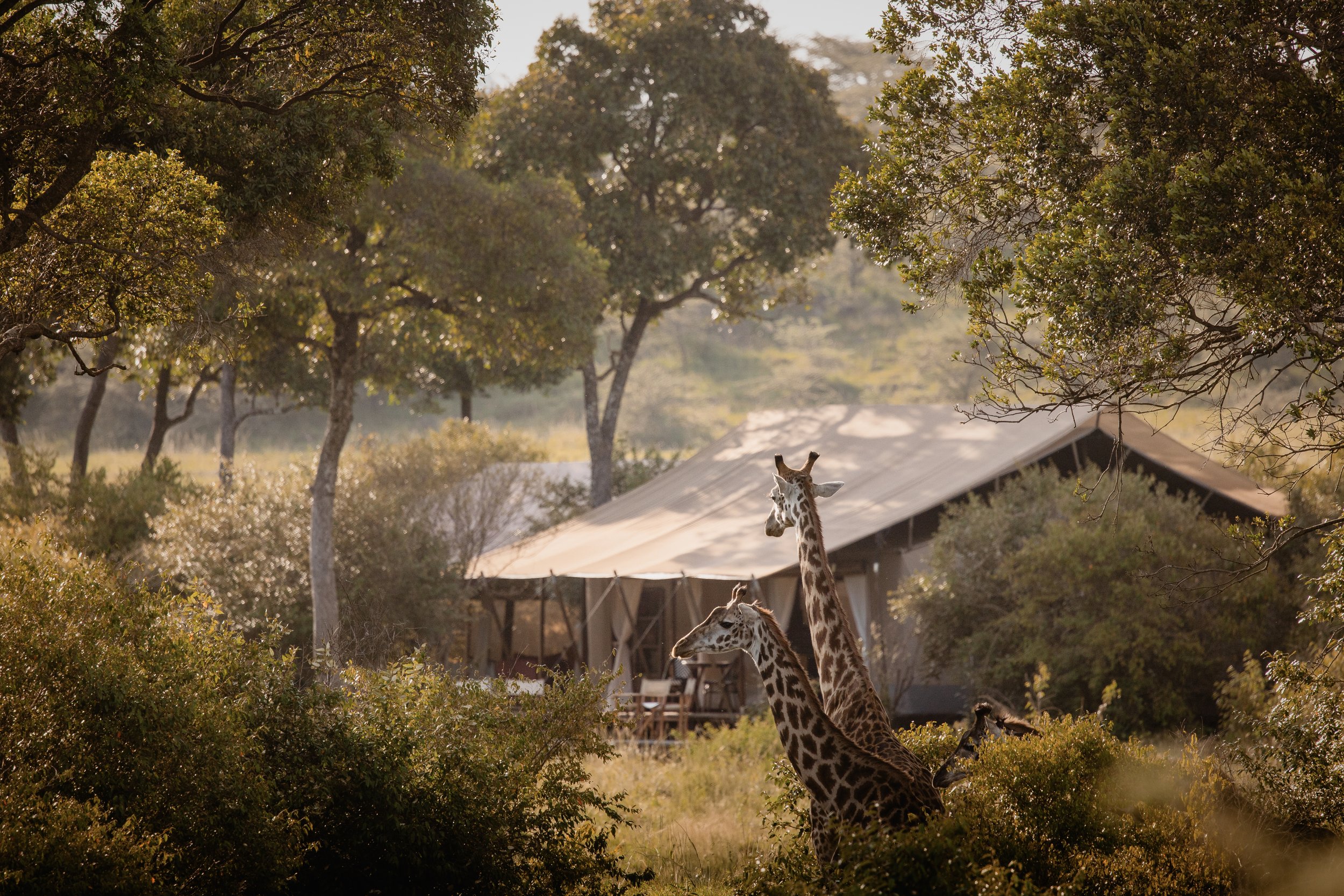 Magical Kenya Safari Experiences