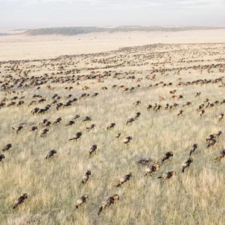 Magical Kenya Wildebeest Migration Safari in Masai Mara