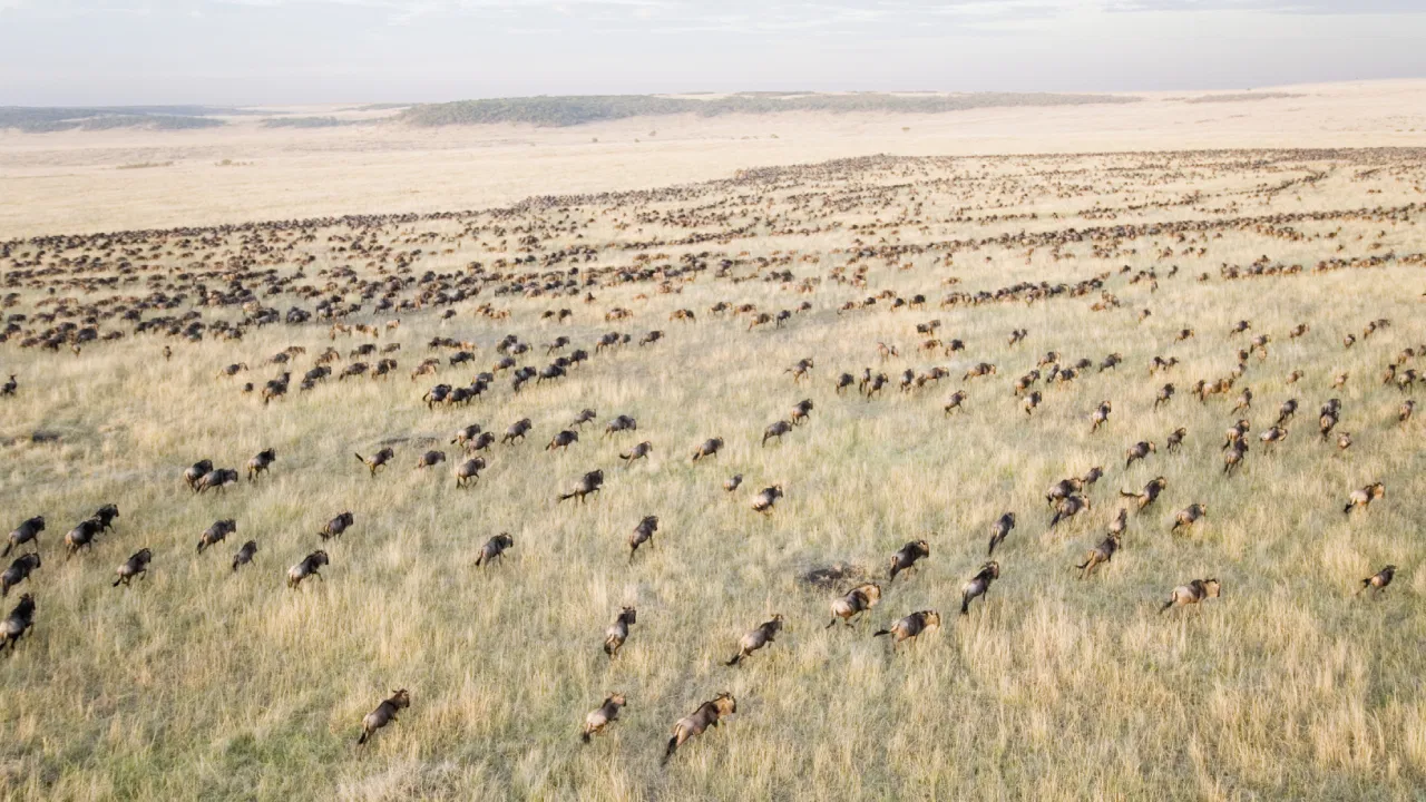 magical-kenya-safari-experiences-the-great-wildebeest-migration Magical Kenya Wildebeest Migration Safari