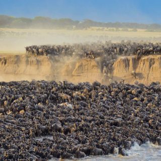 The Great Wildebeest Migration