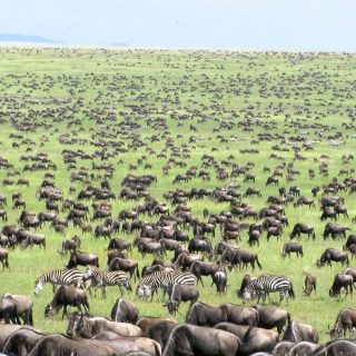 The Great Wildebeest Migration In Serengeti Tanzania
