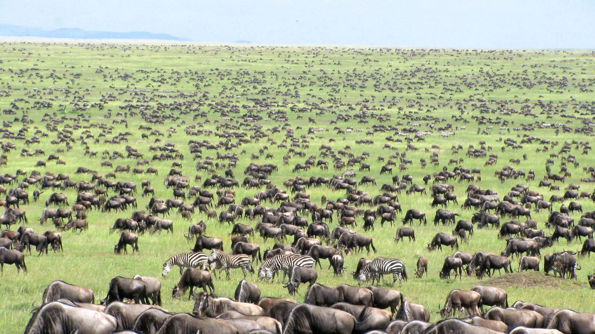 The Great Wildebeest Migration In Serengeti Tanzania