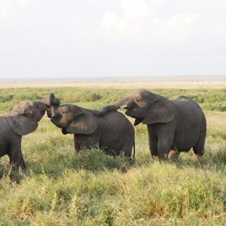 3 Days Safari from Nairobi to Amboseli National Park