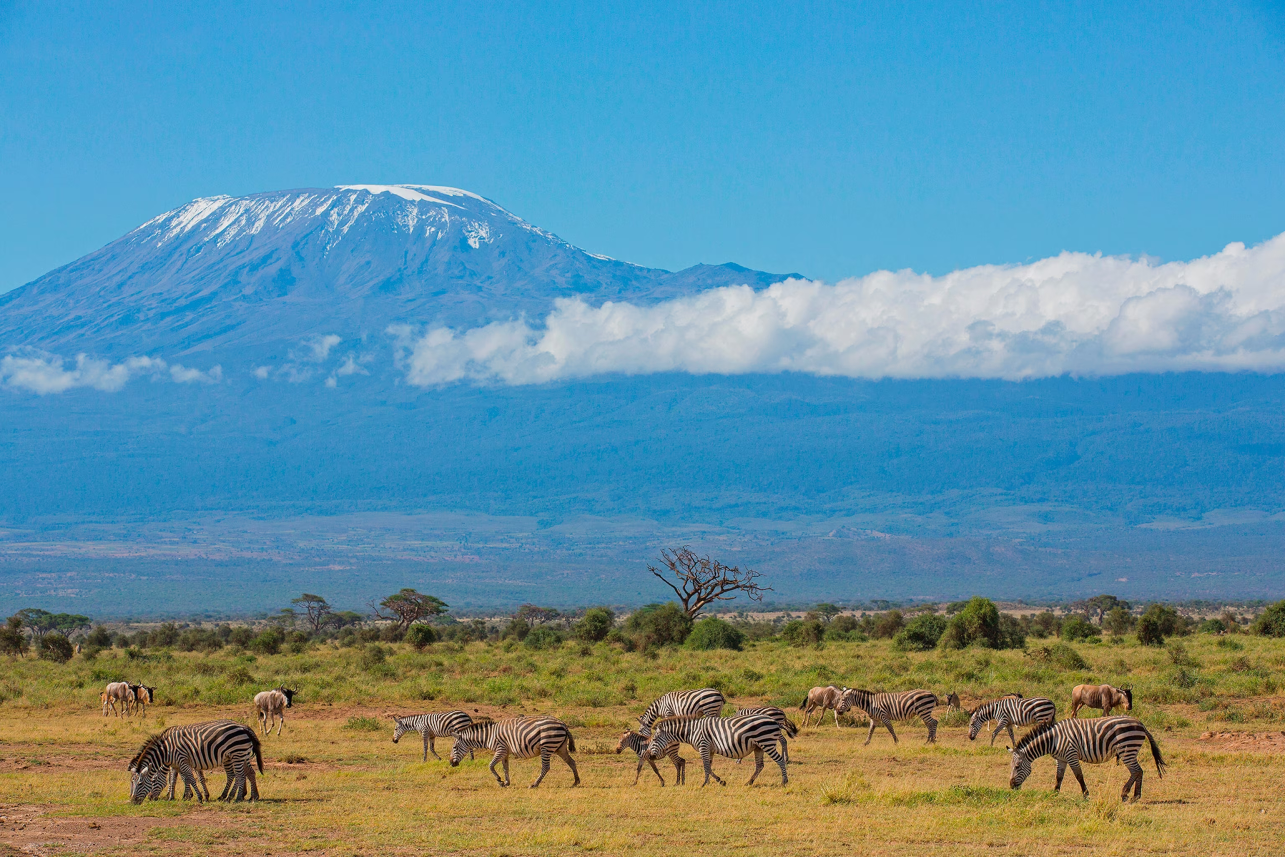 3 Day Amboseli Mount Kilimanjaro Safari From Nairobi
