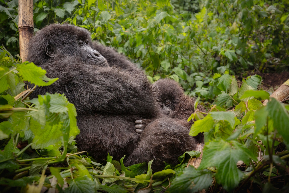 Your-First-Safari-to-East-Africa-Mountain-Gorillas-Rwanda First Safari to East Africa Rwanda