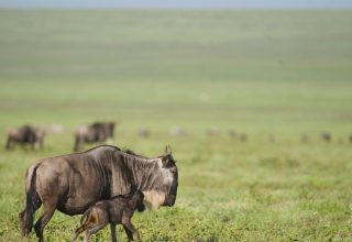 Calving Season Safari Experience