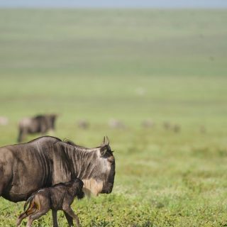 Calving Season Safari Experience