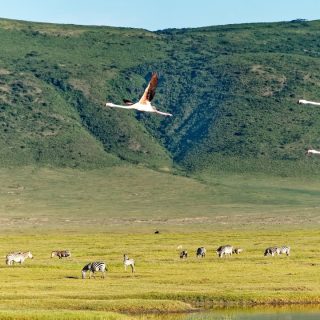 6 Days Luxury Tanzania Fly-In Safari