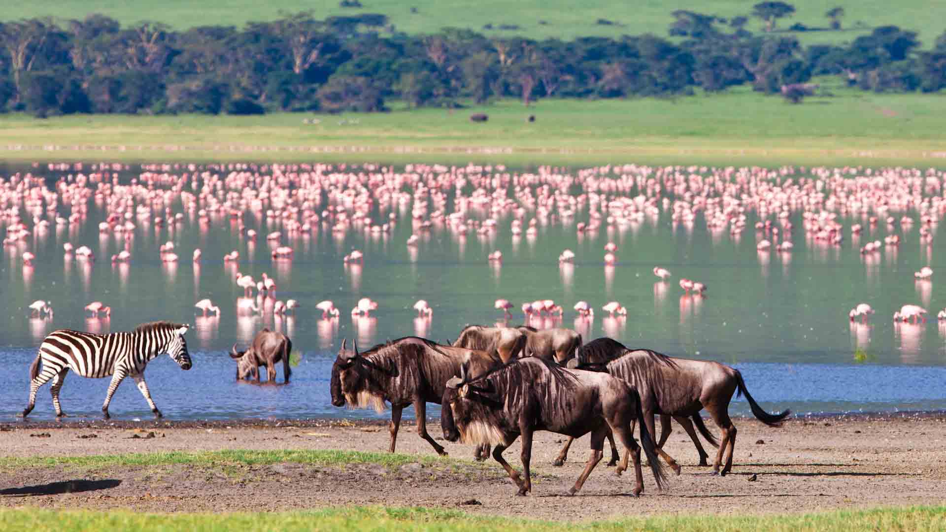 Northern Tanzania Classic Safari