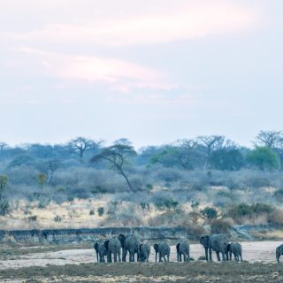 Southern Tanzania Ruaha Safari