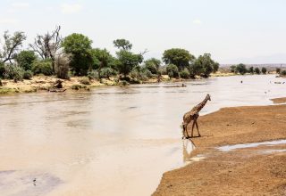giraffe-lake-manyara-tanzania