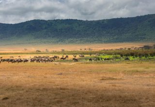 Ngorongoro wildebeest migration safari