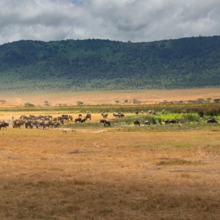 Ngorongoro wildebeest migration safari